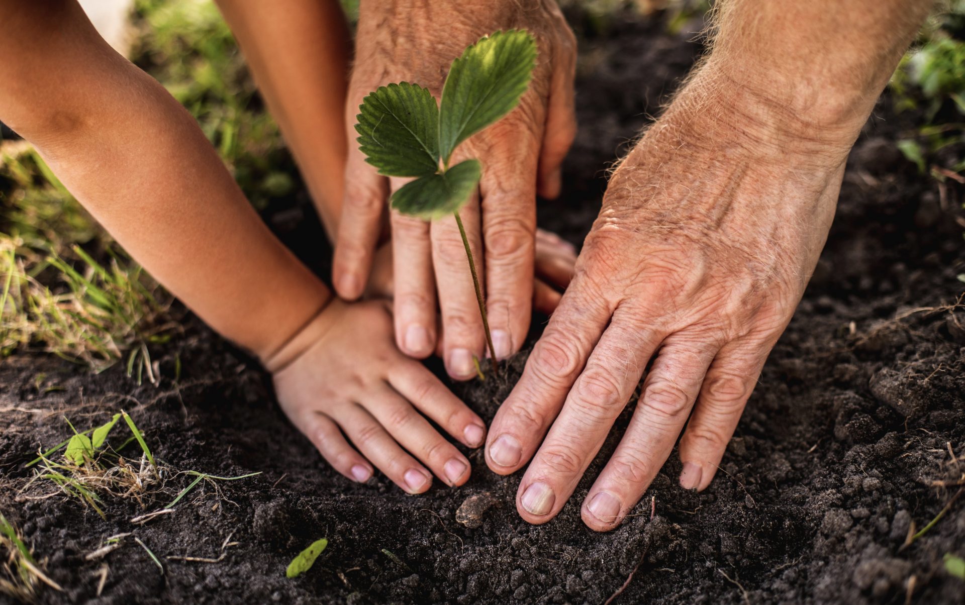 Två par händer, ett gammalt och ungt, som planterar en planta tillsammans.