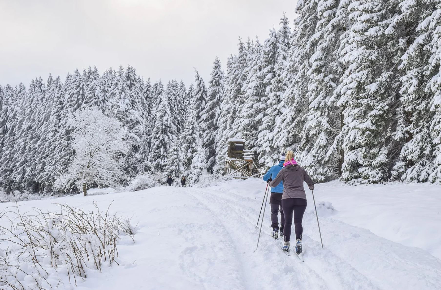 Kaksi hiihtäjää lumisessa maisemassa kuusimetsän reunalla